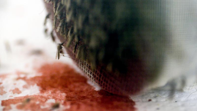 Genetically modified "gene drive" mosquitoes feed on warm cow's blood. Scientists hope these mosquitoes could help eradicate malaria. Genetically modified "gene drive" mosquitoes feed on warm cow's blood. Scientists hope these mosquitoes could help eradicate malaria.
