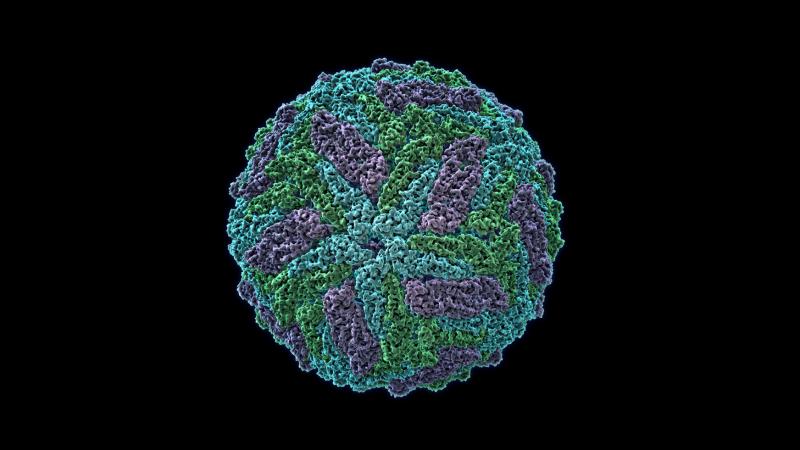 A molecular model of the Zika virus. A molecular model of the Zika virus.