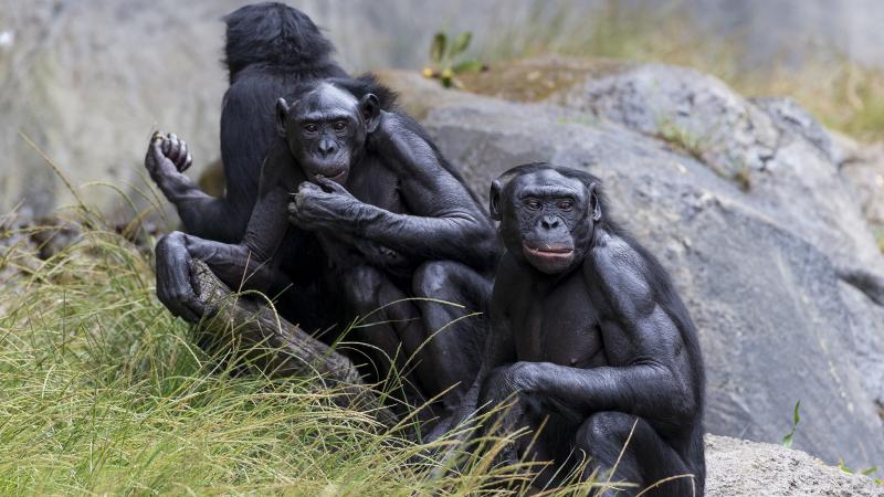 Five bonobos at the San Diego Zoo have been vaccinated against COVID-19. Five bonobos at the San Diego Zoo have been vaccinated against COVID-19.