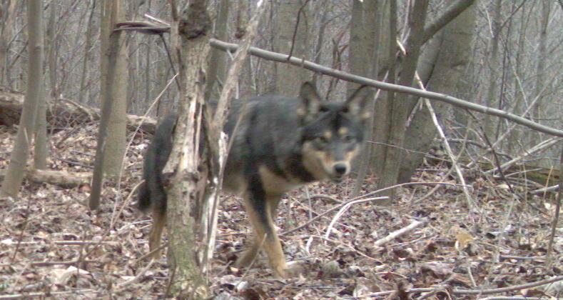 A camera trap from North Carolina shows an eastern coyote who seems to have some German shepherd genes. A camera trap from North Carolina shows an eastern coyote who seems to have some German shepherd genes.