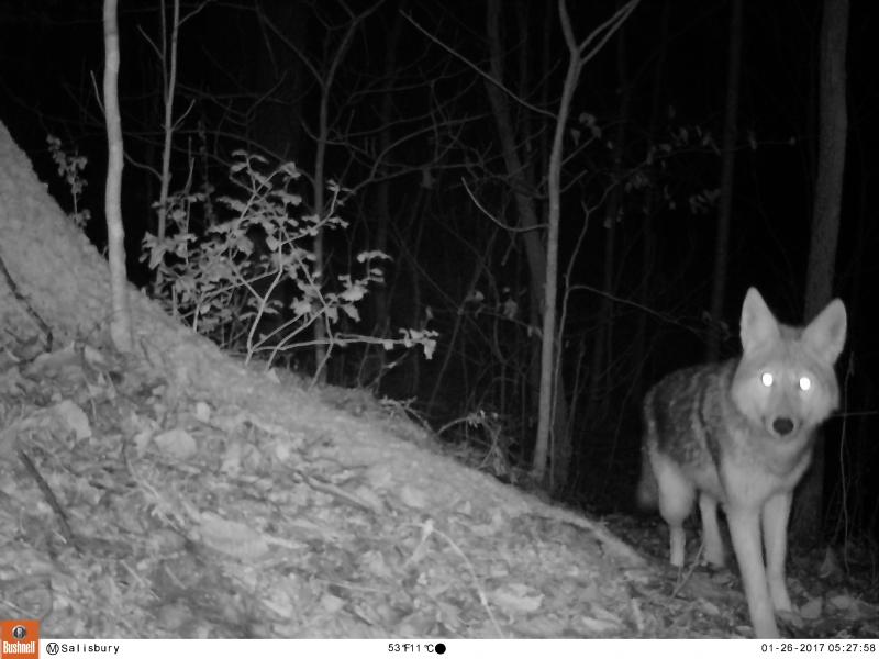 Rowan County coyote is caught in a camera trap Rowan County coyote is caught in a camera trap