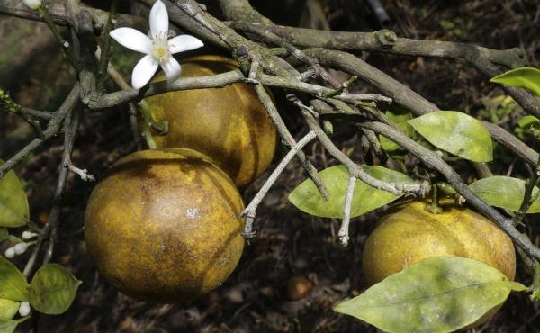 Ripening fruit in a grove in Plant City, Fla., this month. Florida citrus growers are worried about citrus greening, which causes bacteria to grow on the leaf and fruit, eventually killing the tree. Ripening fruit in a grove in Plant City, Fla., this month. Florida citrus growers are worried about citrus greening, which causes bacteria to grow on the leaf and fruit, eventually killing the tree.