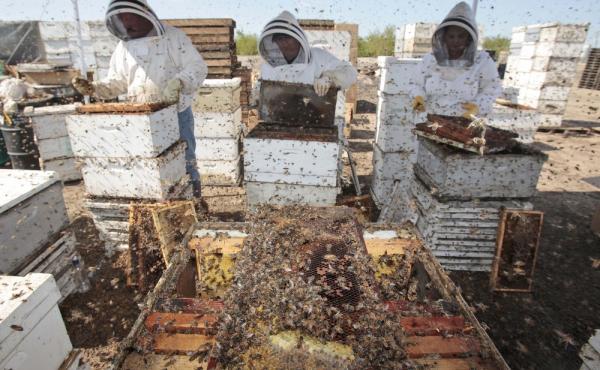 Workers clear honey from dead beehives at a bee farm east of Merced, Calif. Workers clear honey from dead beehives at a bee farm east of Merced, Calif.