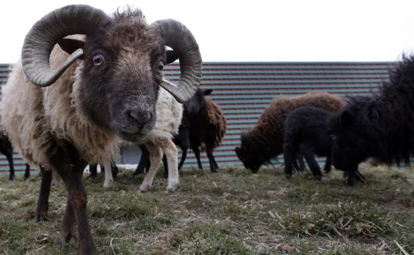 Sheep used to replace gas-guzzling lawn mowers graze at a truck warehouse at Evry, south of Paris. Sheep used to replace gas-guzzling lawn mowers graze at a truck warehouse at Evry, south of Paris.
