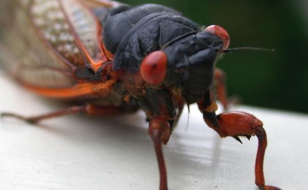 Cicada: It's what's for dinner? Cicada: It's what's for dinner?