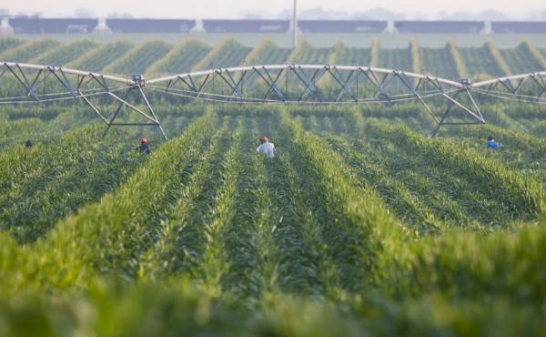 An irrigation pivot waters a corn field in Nebraska. Many farmers in Nebraska and Kansas rely on irrigation to water their corn fields. But the underground aquifer they draw from will run dry. An irrigation pivot waters a corn field in Nebraska. Many farmers in Nebraska and Kansas rely on irrigation to water their corn fields. But the underground aquifer they draw from will run dry.