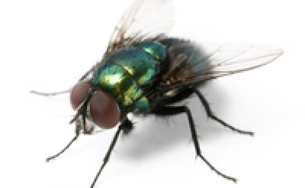 fly fly