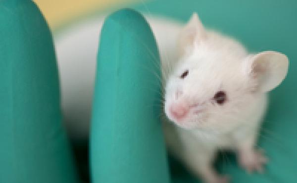 The underlying biology of age-related memory glitches — in old mice and old people — is different from what happens with Alzheimer's, recent research suggests. The underlying biology of age-related memory glitches — in old mice and old people — is different from what happens with Alzheimer's, recent research suggests.