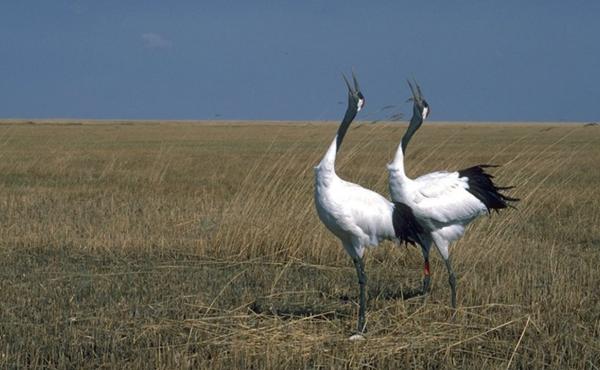 Mated pairs of red-crowned cranes perform a "unison call," a complex and extended series of calls between the male and female that reinforces the pair bond. Mated pairs of red-crowned cranes perform a "unison call," a complex and extended series of calls between the male and female that reinforces the pair bond.