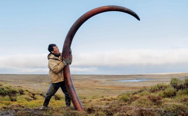 After being frozen for thousands of years in a Siberian riverbed, this pristine mammoth tusk is a financial boon to the hunter who found it. After being frozen for thousands of years in a Siberian riverbed, this pristine mammoth tusk is a financial boon to the hunter who found it.
