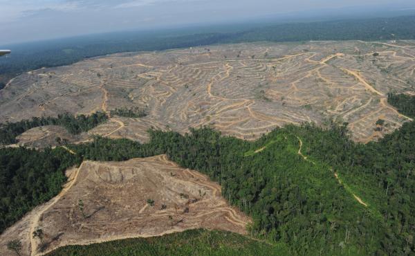 This photo shows a heavily logged concession affiliated with Asia Pulp and Paper, or APP, one of the world's largest papermakers, on the Indonesian island of Sumatra, in 2010. This photo shows a heavily logged concession affiliated with Asia Pulp and Paper, or APP, one of the world's largest papermakers, on the Indonesian island of Sumatra, in 2010.