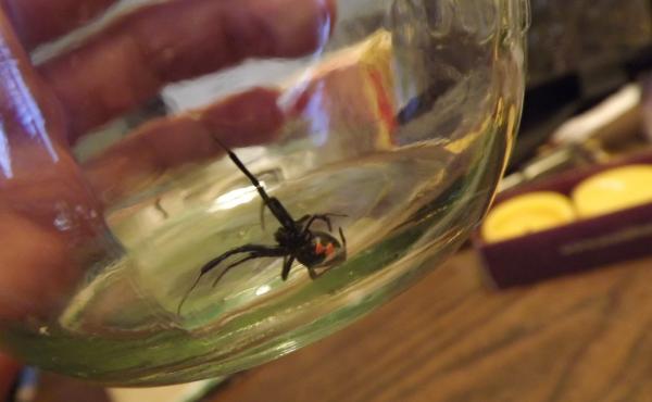 Nature writer Jackson Landers kept a black widow alive in a jar on his desk for months. Nature writer Jackson Landers kept a black widow alive in a jar on his desk for months.