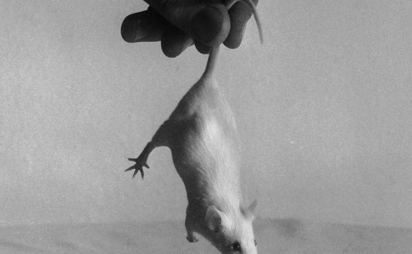 Incoming! (A 1955 file photo; we assume this little guy was not harmed in the making of the image.) Incoming! (A 1955 file photo; we assume this little guy was not harmed in the making of the image.)