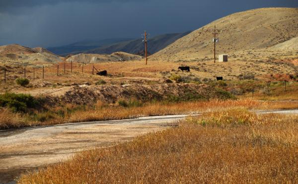 More than 40 years ago, the EPA banned oil companies from releasing wastewater into the environment, but made an exception for the arid West. If livestock and wildlife can use the water, companies can release it. Cows like these grazing near a stream of w More than 40 years ago, the EPA banned oil companies from releasing wastewater into the environment, but made an exception for the arid West. If livestock and wildlife can use the water, companies can release it. Cows like these grazing near a stream of w