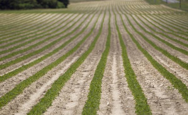 Peanut plants grow on a Halifax, N.C., farm that received federal subsidies in 2011. Peanut plants grow on a Halifax, N.C., farm that received federal subsidies in 2011.