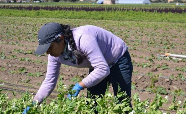 Agricultural work, which is physically demanding, is also a risky business venture. Agricultural work, which is physically demanding, is also a risky business venture.