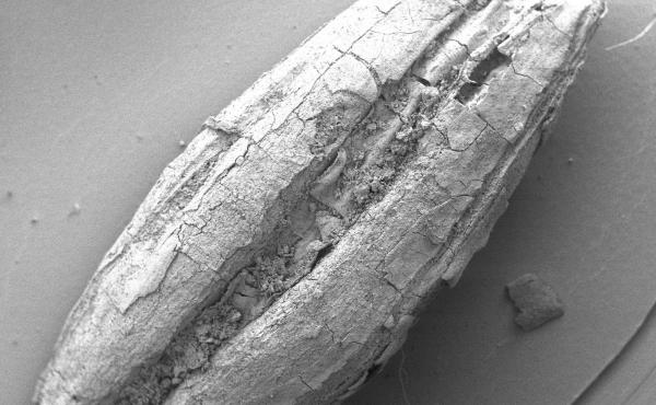 An ancient wild barley sample recovered from Chogha Golan, Iran. An ancient wild barley sample recovered from Chogha Golan, Iran.