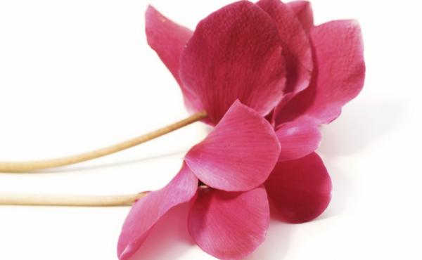 Flower from iStock Flower from iStock