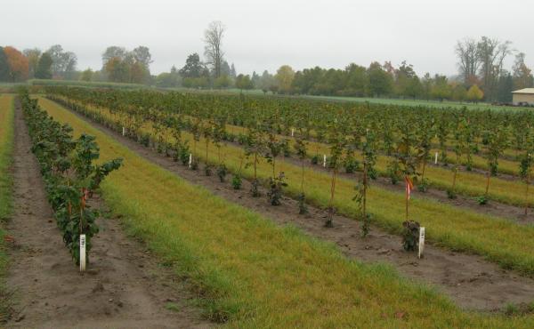 Oregon State University has been growing a variety of hazelnut trees over the years to develop blight-resistant breeds. Oregon State University has been growing a variety of hazelnut trees over the years to develop blight-resistant breeds.