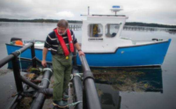 Thierry Chopin from the University of New Brunswick examines a raft that holds strings of seaweed. The seaweed grows around pens of farmed salmon and soaks up some of the nutrients that would otherwise pollute the Bay of Fundy. Thierry Chopin from the University of New Brunswick examines a raft that holds strings of seaweed. The seaweed grows around pens of farmed salmon and soaks up some of the nutrients that would otherwise pollute the Bay of Fundy.