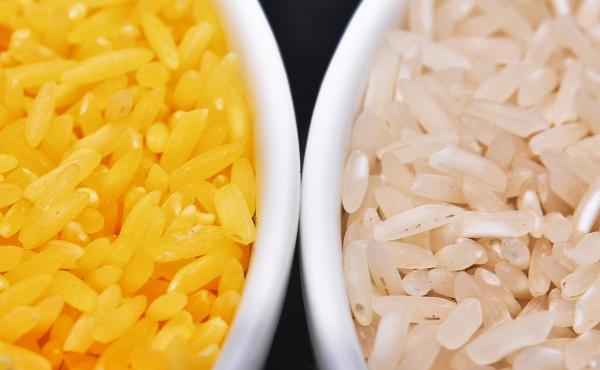 Genetically modified to be enriched with beta-carotene, golden rice grains (left) are a deep yellow. At right, white rice grains. Genetically modified to be enriched with beta-carotene, golden rice grains (left) are a deep yellow. At right, white rice grains.