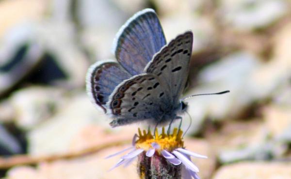 The Mount Charleston blue butterfly is a rare species found only in a few small areas high up in Nevada's Spring Mountains. The Mount Charleston blue butterfly is a rare species found only in a few small areas high up in Nevada's Spring Mountains.