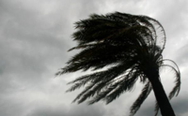 A palm tree in the wind. A palm tree in the wind.