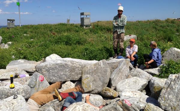 Project Puffin staffers "grub" for puffin chicks beneath boulders. Project Puffin staffers "grub" for puffin chicks beneath boulders.