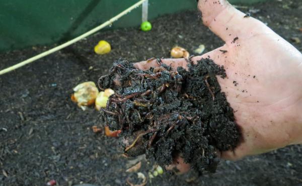 Charlotte Douglas International Airport has deployed an army of 1.9 million worms to eat through its organic waste. The airport has reduced the trash it sends to the landfill by 70 percent. Charlotte Douglas International Airport has deployed an army of 1.9 million worms to eat through its organic waste. The airport has reduced the trash it sends to the landfill by 70 percent.