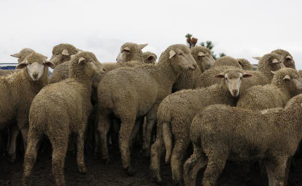 The changing landscape of of agriculture is leaving many sheep farms in the dust. Farms are larger and technology makes crops more economically attractive and sheep herds less. The changing landscape of of agriculture is leaving many sheep farms in the dust. Farms are larger and technology makes crops more economically attractive and sheep herds less.