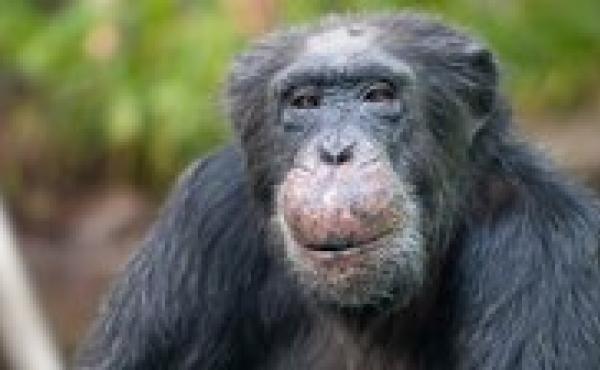 Chimpanzee Toni celebrated his 50th birthday at the Hellabrunn Zoo in Munich on Nov. 22, 2011. Chimpanzee Toni celebrated his 50th birthday at the Hellabrunn Zoo in Munich on Nov. 22, 2011.