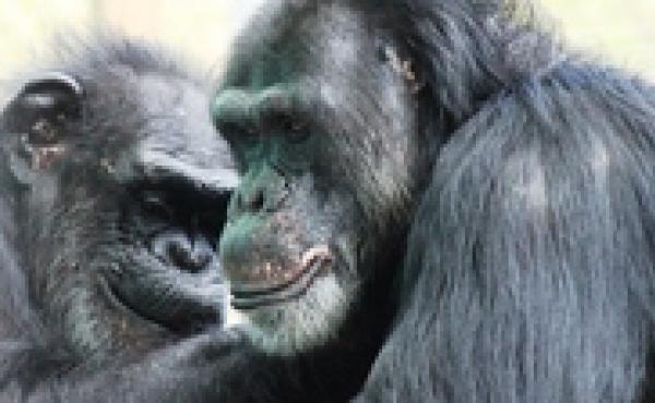 Two chimps groom each other at the Save the Chimps facility in Florida. The National Institutes of Health owns about 360 chimpanzees that aren't yet retired and that are living at research facilities; new guidelines say most of its chimps should be retire Two chimps groom each other at the Save the Chimps facility in Florida. The National Institutes of Health owns about 360 chimpanzees that aren't yet retired and that are living at research facilities; new guidelines say most of its chimps should be retire