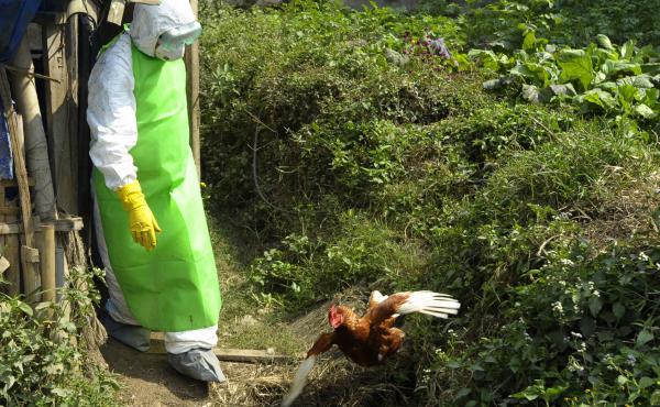 Health workers in Nepal culled chickens and destroyed eggs following an outbreak of bird flu in Kathmandu in October 2012. Health workers in Nepal culled chickens and destroyed eggs following an outbreak of bird flu in Kathmandu in October 2012.