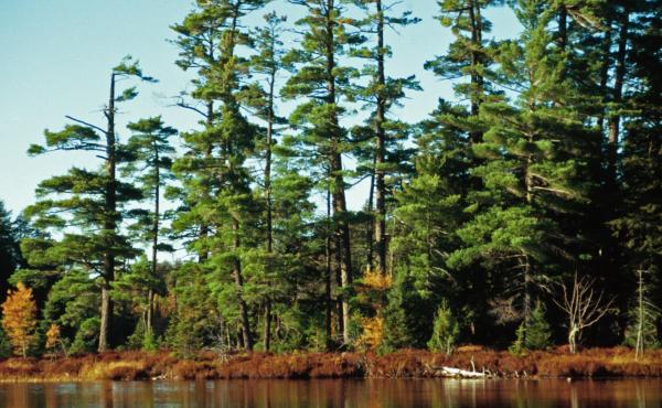 Current water-filtering technology is costly, but MIT scientists are testing a simpler and cheaper method that uses wood from white pine trees. Current water-filtering technology is costly, but MIT scientists are testing a simpler and cheaper method that uses wood from white pine trees.