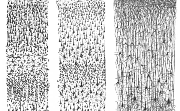 These drawings by Santiago Ramon y Cajal, published in 1899, show cortex neurons. These drawings by Santiago Ramon y Cajal, published in 1899, show cortex neurons.