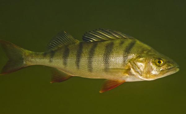 Perch exposed to the anxiety drug oxazepam were more daring and ate more quickly than fish that lived in drug-free water. Perch exposed to the anxiety drug oxazepam were more daring and ate more quickly than fish that lived in drug-free water.