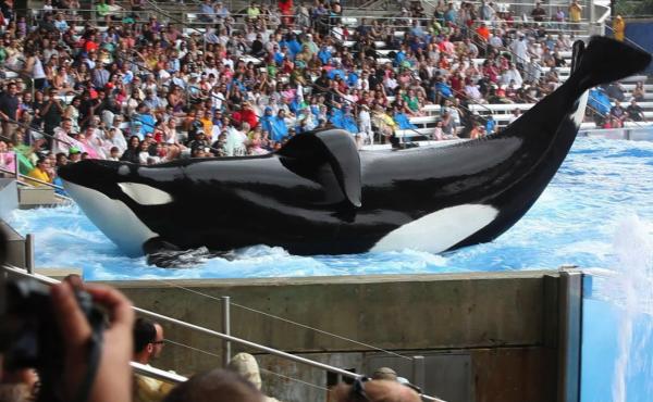 The new documentary Blackfish looks at the practice of keeping orca whales in captivity. The new documentary Blackfish looks at the practice of keeping orca whales in captivity.