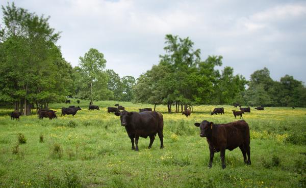 Patricia Whisnant, who runs Rain Crow Ranch in Doniphan, Mo., says her grass-fed beef can compete with the Australian product because it has a better story American consumers can connect with. Patricia Whisnant, who runs Rain Crow Ranch in Doniphan, Mo., says her grass-fed beef can compete with the Australian product because it has a better story American consumers can connect with.