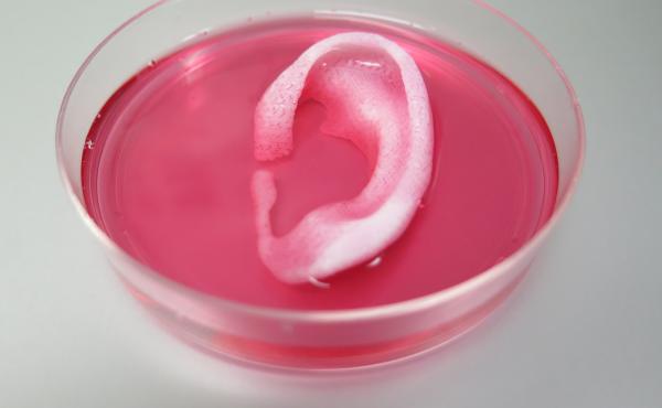 3D Printed Ear