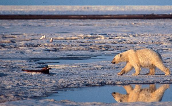 A polar bear walks in the Arctic National Wildlife Refuge.The Obama administration is proposing new protections in the region that would ban mining and drilling. A polar bear walks in the Arctic National Wildlife Refuge.The Obama administration is proposing new protections in the region that would ban mining and drilling.