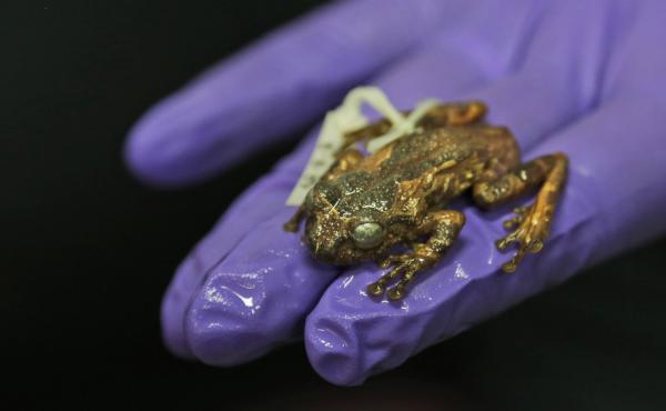 Amphibian biologist and scientist SD Biju holds a preserved female frog named Frankixalus jerdonii at Systematics Lab of the University of Delhi. Amphibian biologist and scientist SD Biju holds a preserved female frog named Frankixalus jerdonii at Systematics Lab of the University of Delhi.