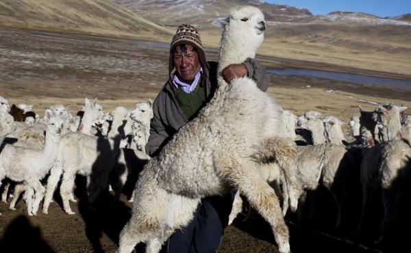 Agustin Mayta Condori shows a sick alpaca, which he predicted would die the next day because of subfreezing temperatures in the southern Andes in Peru. Thousands of alpacas have died in the region. Agustin Mayta Condori shows a sick alpaca, which he predicted would die the next day because of subfreezing temperatures in the southern Andes in Peru. Thousands of alpacas have died in the region.