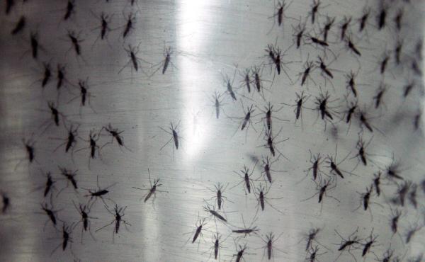 Containers hold genetically modified Aedes aegypti mosquitoes before being released in Panama City, Panama, in September 2014. Containers hold genetically modified Aedes aegypti mosquitoes before being released in Panama City, Panama, in September 2014.