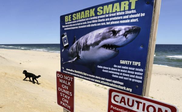 A sign at Newcomb Hollow Beach in Wellfleet, Mass., warns of sharks in 2019. Beachgoers on the other side of the world will be happy to learn they will not be attacked by sharks ... just bitten. A sign at Newcomb Hollow Beach in Wellfleet, Mass., warns of sharks in 2019. Beachgoers on the other side of the world will be happy to learn they will not be attacked by sharks ... just bitten.