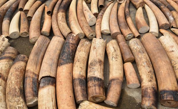 The companies have formed a coalition to try to stop traffickers from trading in endangered species and items from wildlife such as ivory. The companies have formed a coalition to try to stop traffickers from trading in endangered species and items from wildlife such as ivory.