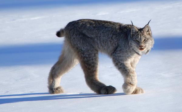 The newly sequenced Canada lynx genome has already offered hints of how the North American wildcat might adapt — or not — to climate change, researchers say. The newly sequenced Canada lynx genome has already offered hints of how the North American wildcat might adapt — or not — to climate change, researchers say.