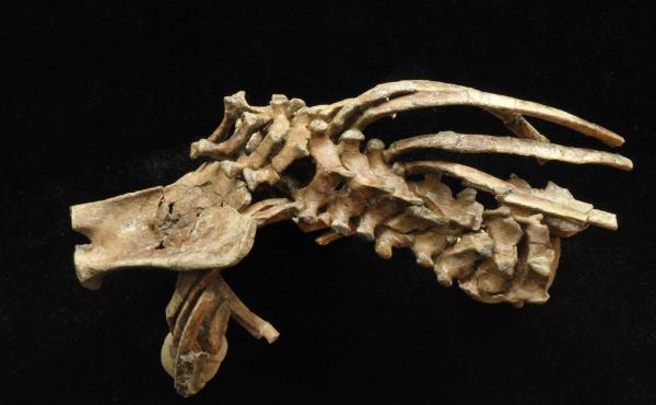 This is a vertebrae of the Selam skeleton. This is a vertebrae of the Selam skeleton.