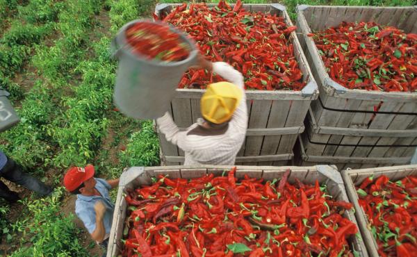 The California Pepper Commission says mechanical harvesters to pick hot and bell peppers could help solve labor shortage problems. The California Pepper Commission says mechanical harvesters to pick hot and bell peppers could help solve labor shortage problems.