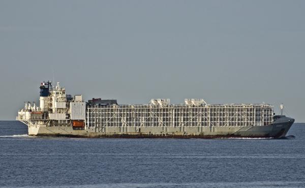 The Gulf Livestock 1 cargo vessel sails through Port Phillip heading into Bass Strait in Australia in April 2019. Japanese rescuers were searching Thursday for the livestock ship carrying more than 40 crew members and thousands of animals. The Gulf Livestock 1 cargo vessel sails through Port Phillip heading into Bass Strait in Australia in April 2019. Japanese rescuers were searching Thursday for the livestock ship carrying more than 40 crew members and thousands of animals.