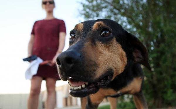 A dog named Honeysuckle is prepared for a foster home at the Animal Rescue of New Orleans on March 24, 2020. As people begin to return to the office, it may be a difficult transition for dogs and their owners. A dog named Honeysuckle is prepared for a foster home at the Animal Rescue of New Orleans on March 24, 2020. As people begin to return to the office, it may be a difficult transition for dogs and their owners.